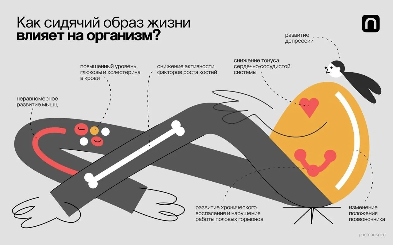 Как сидячий образ жизни влияет на организм