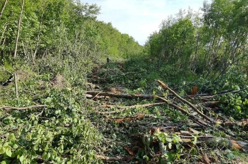 В Хабаровском крае будут судить учредителя компании за незаконную вырубку леса ради дор...