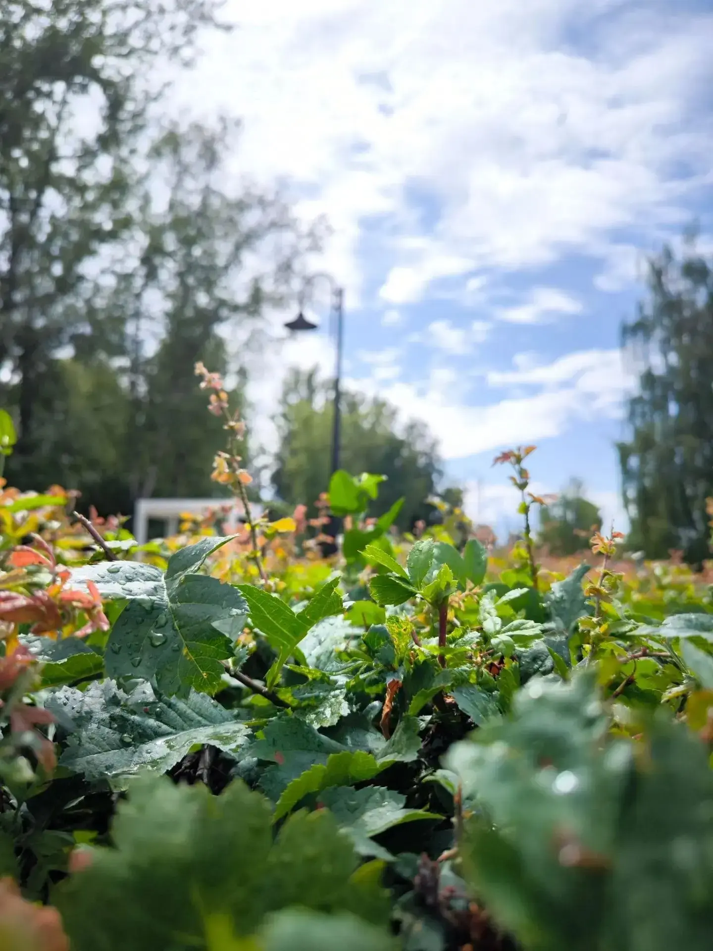 Друзья, ловите идею для идеального вечера! 🌅☁️

Сегодня, 19 июня, сразу два замечательных повода вы