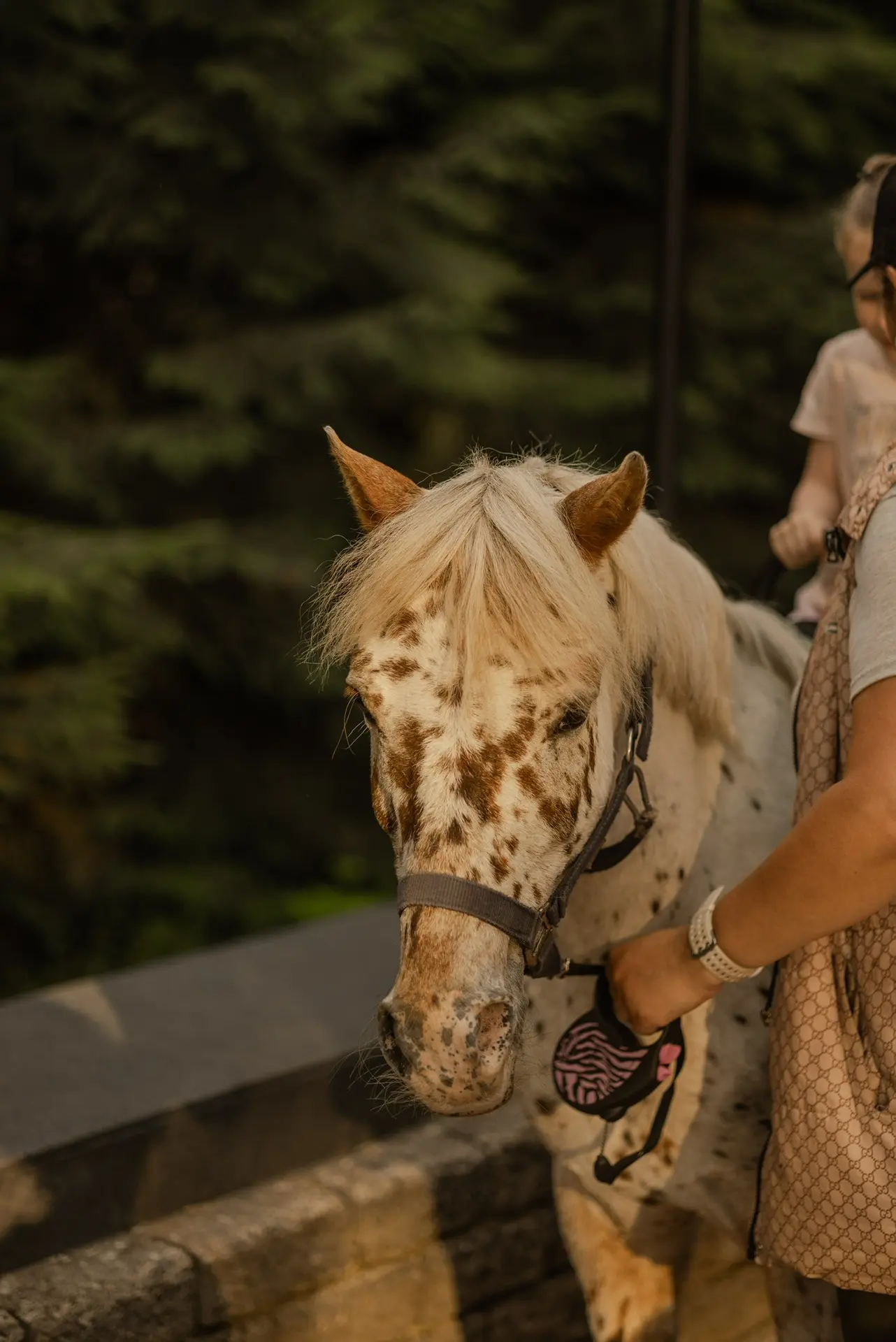 Знакомьтесь, Филиппок. Наш маленький большой друг 🐴❤️

В «Дружбе» он уже 4 года, и давно стал не пр