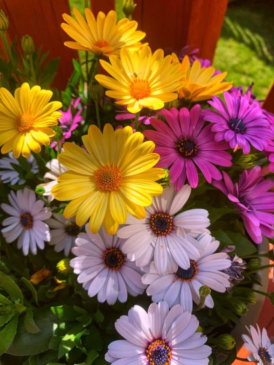 🍃💜🍃💜🍃💜🍃💜🍃💜🍃💜🍃