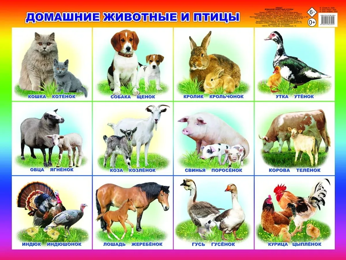 Называем домашних животных и их детёнышей  🐥 🐈 🐏 🐄 🐓 и отгадываем загадки