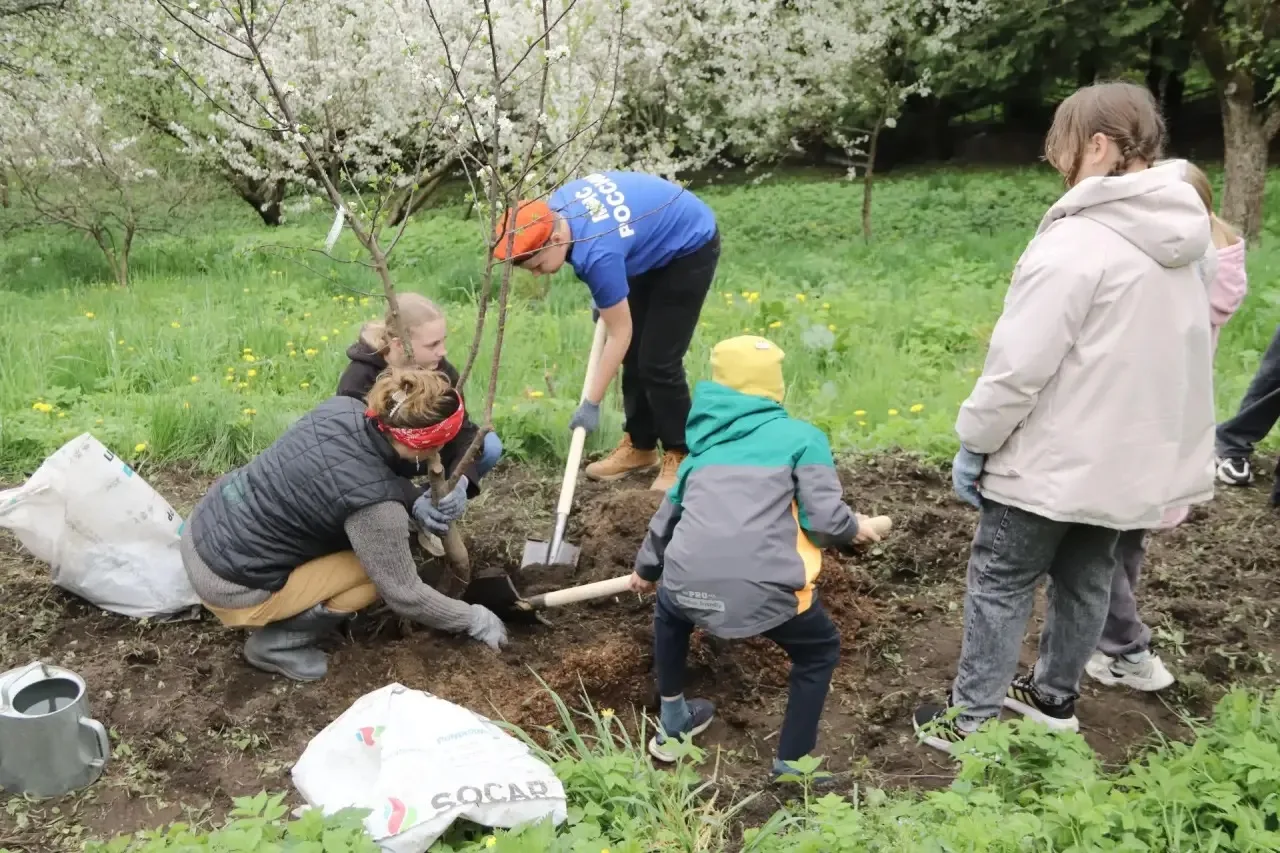 🍒 Возрождение "Владимирской вишни" в Патриаршем саду!   На станции юннатов «Патриарший сад» прошло б