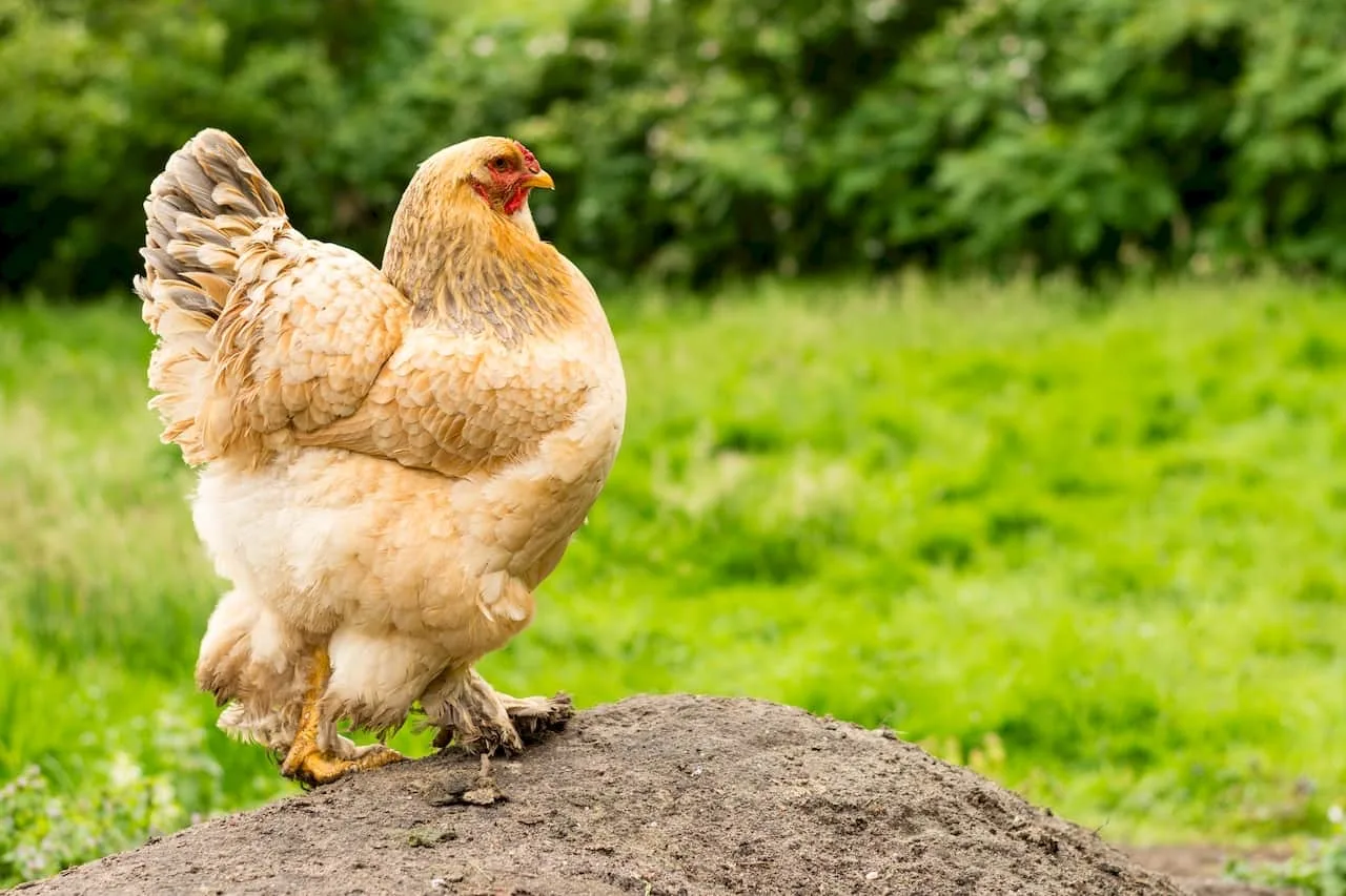 Здоровое подворье: как защитить домашних кур? 🐔🌾