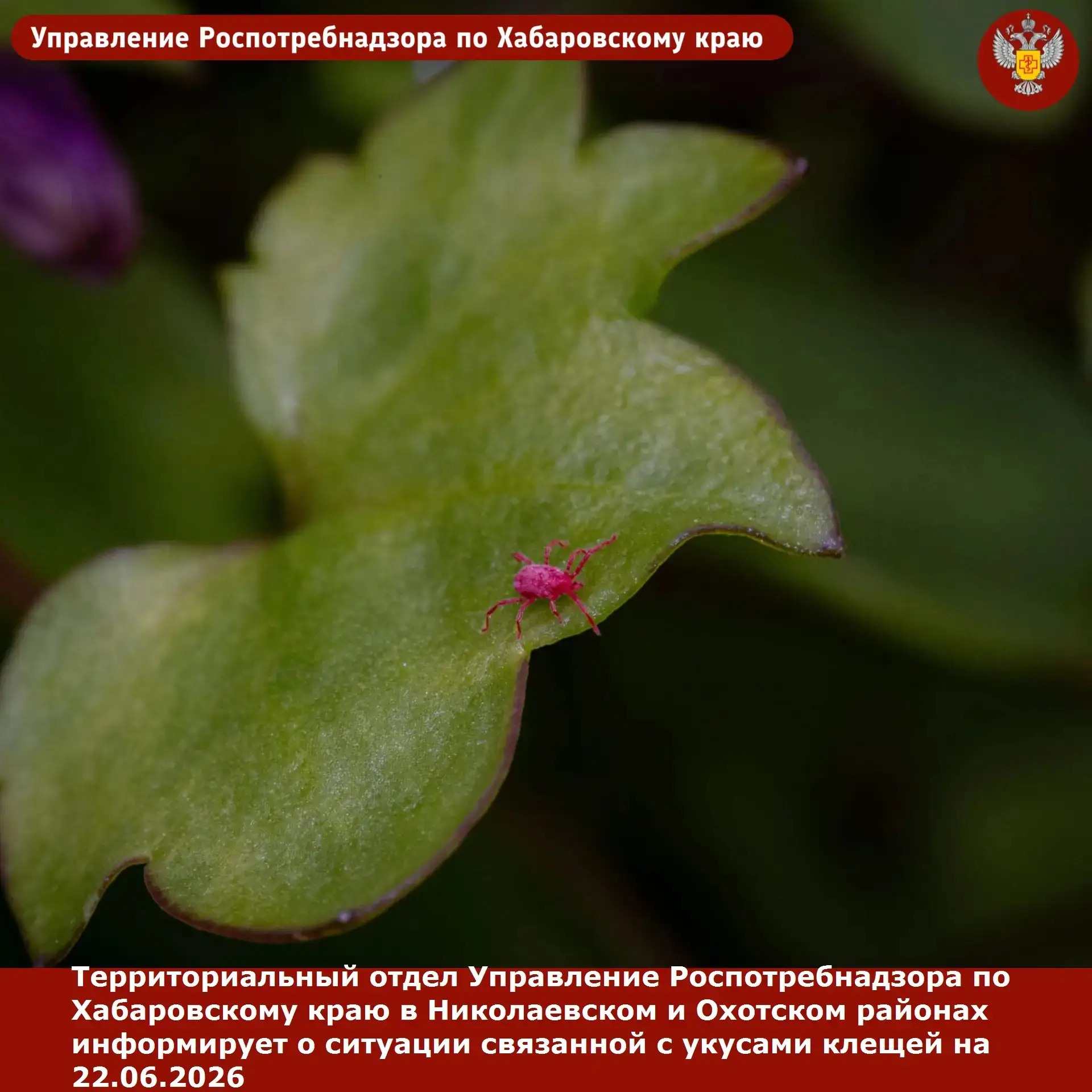 Роспотребнадзор информирует

Продолжается сезон активности клещей. С начала эпидемического сезона на