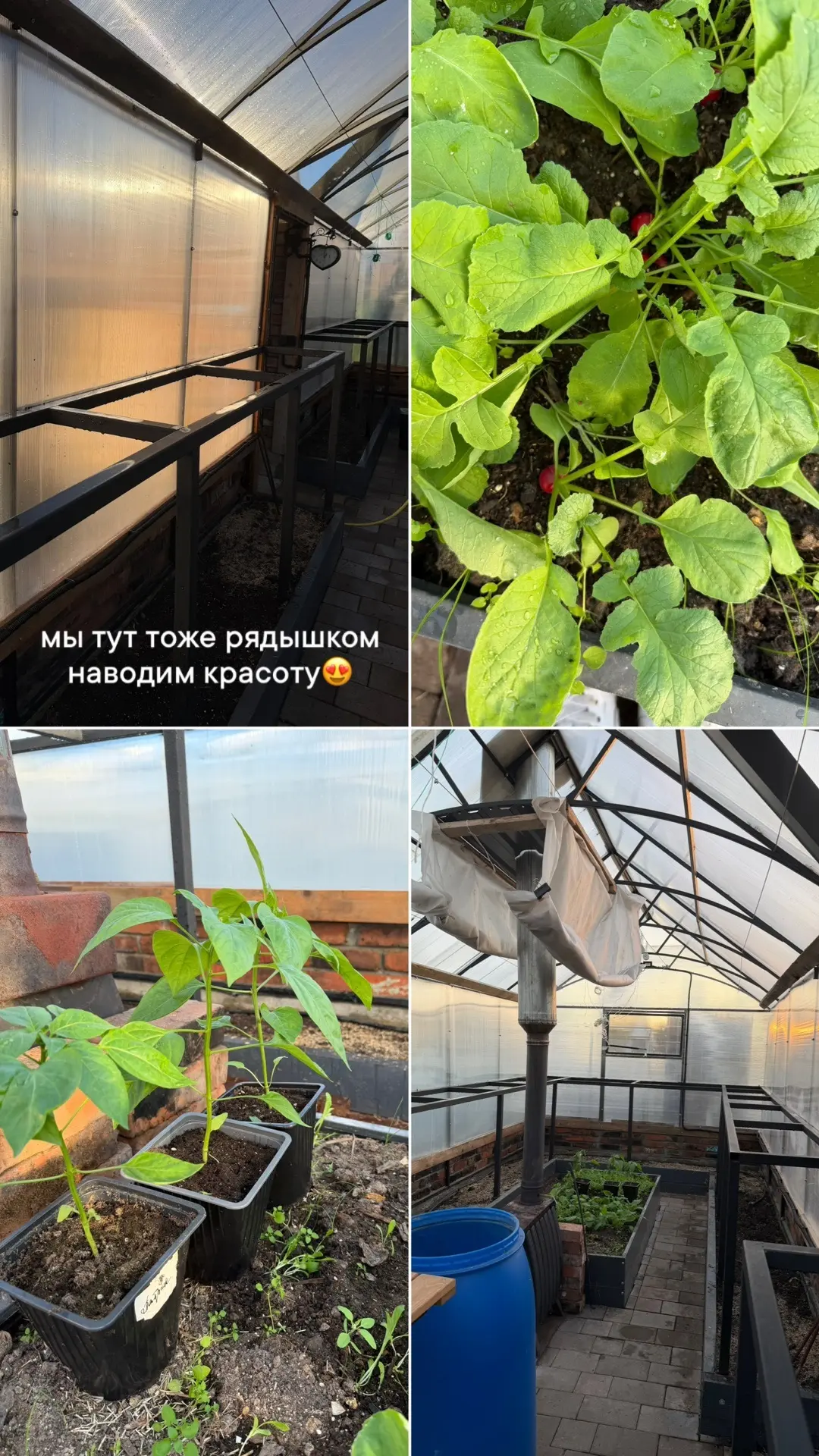 Чудесный вечер сегодня 😍 занимаемся на участке, собираем урожай и наводим чистоту и по...