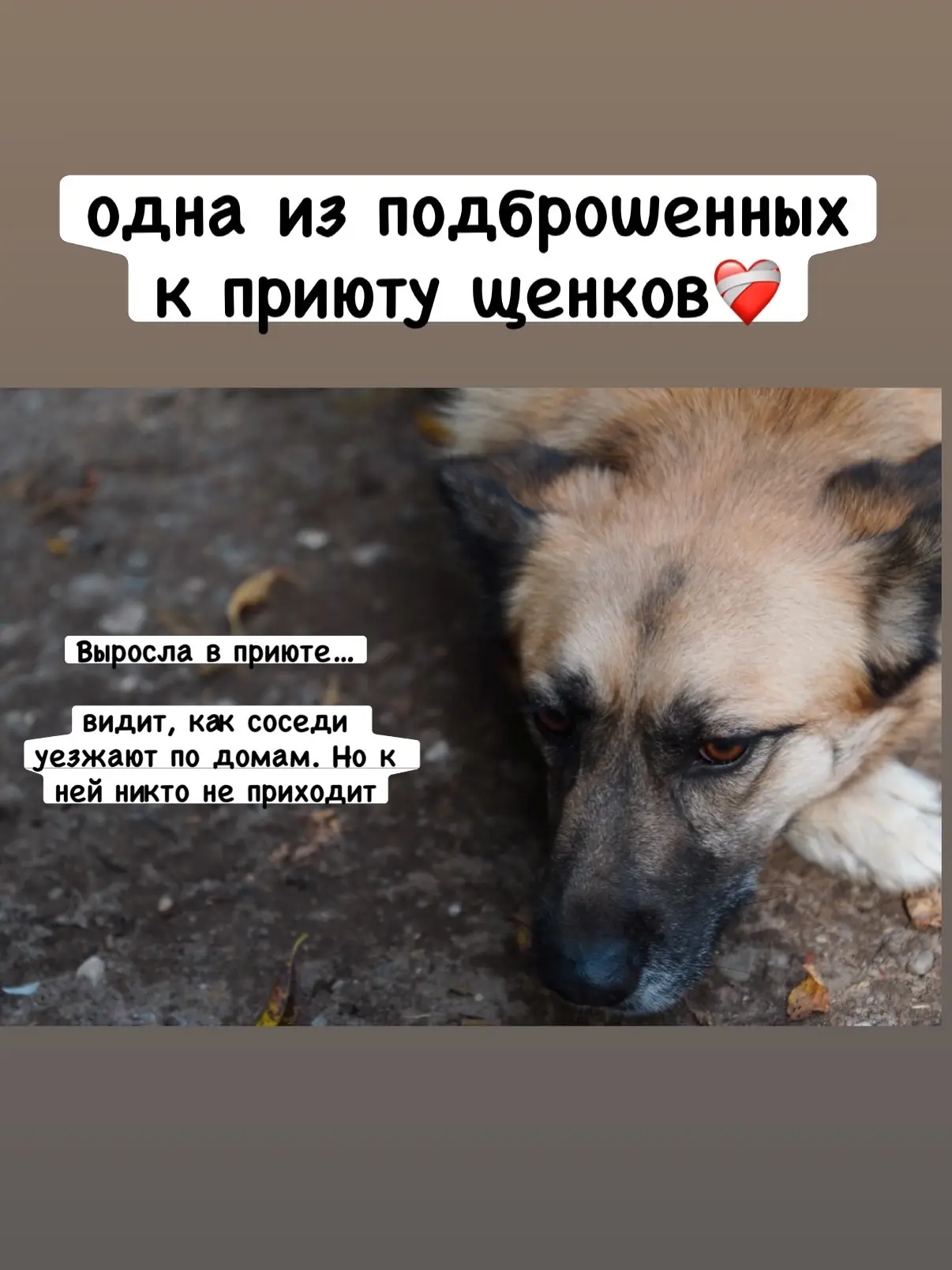 Орика выросла в приюте. В январе 2023 ее маму привязали к дереву у приюта, а Орику с со...