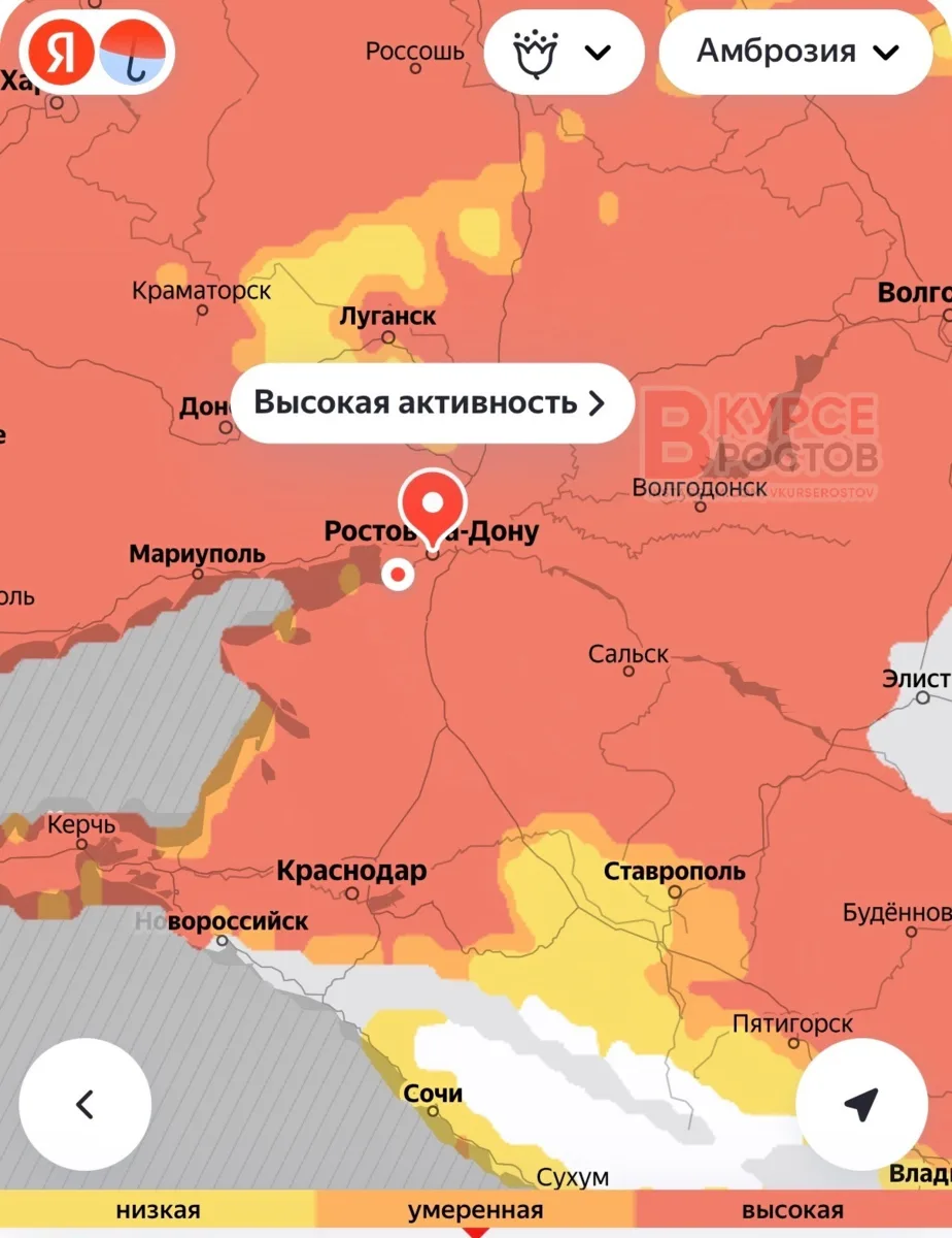 ❗️В Ростове и области сейчас очень высокая активность пыльцы амброзии