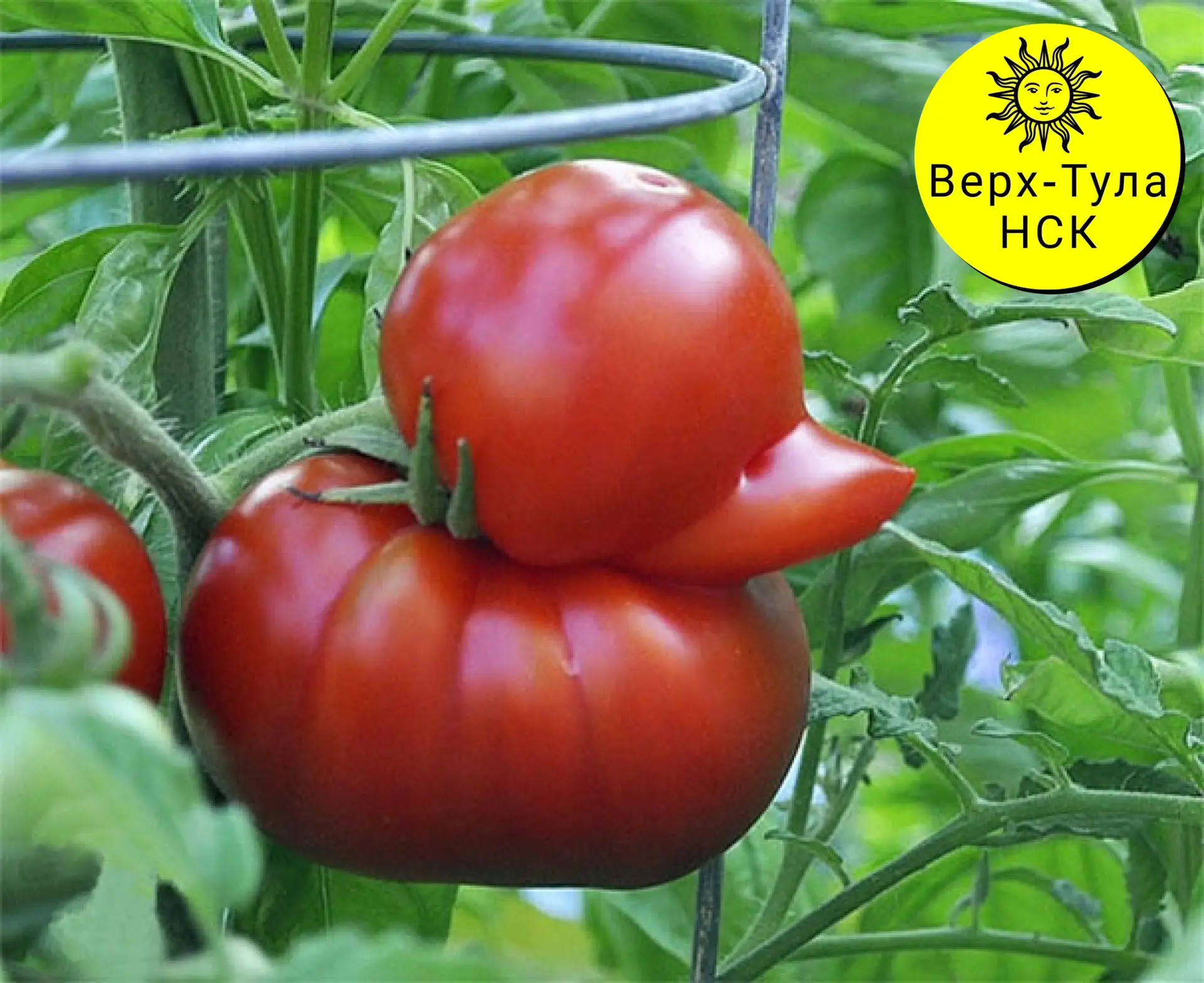 ВНИМАНИЕ‼️ В Верх-Туле стартует фотоконкурс «Необычный урожай»!