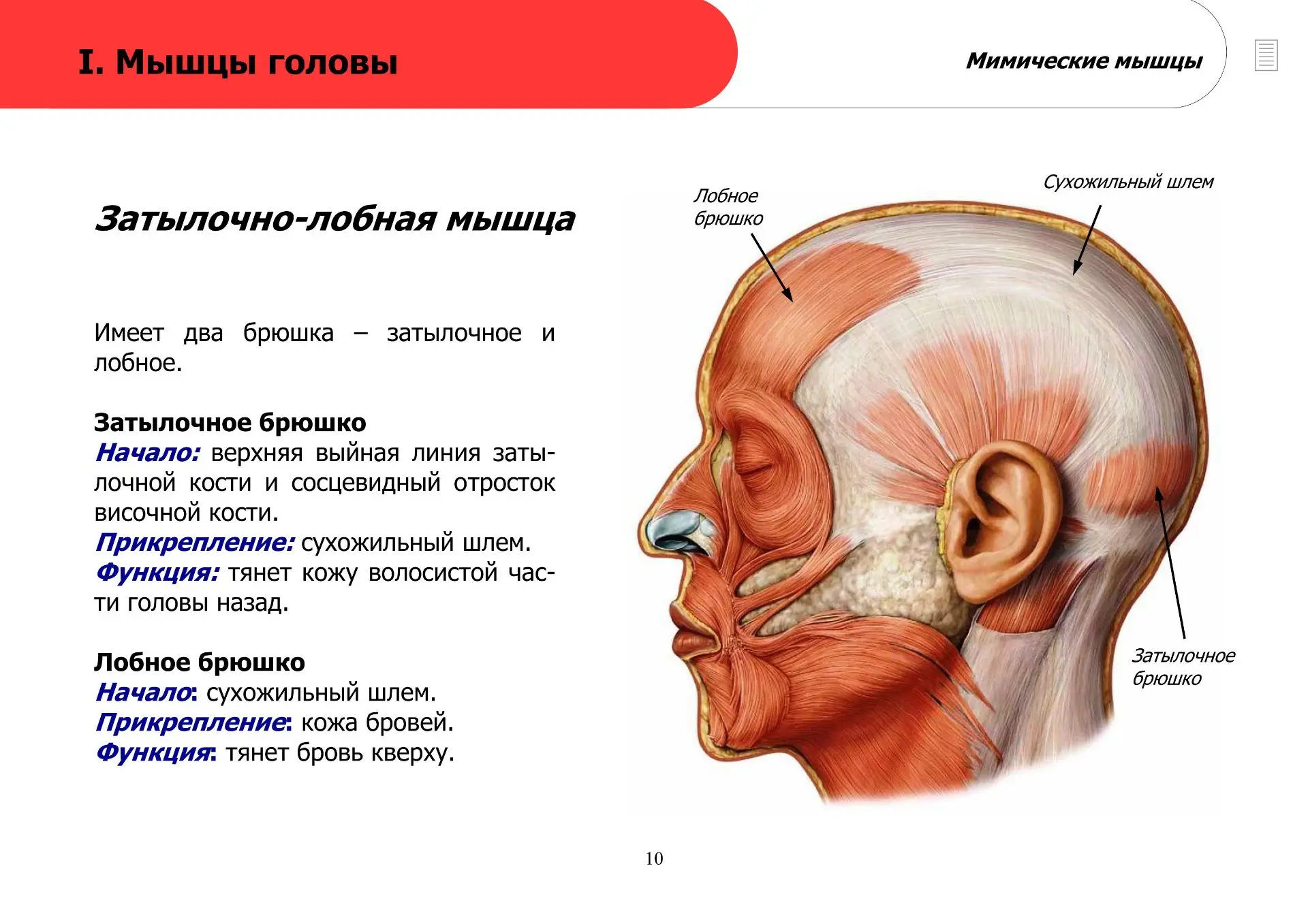Мимические мышцы (часть 1)