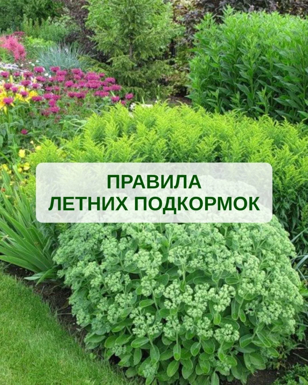 🌱 Какие удобрения вносить летом