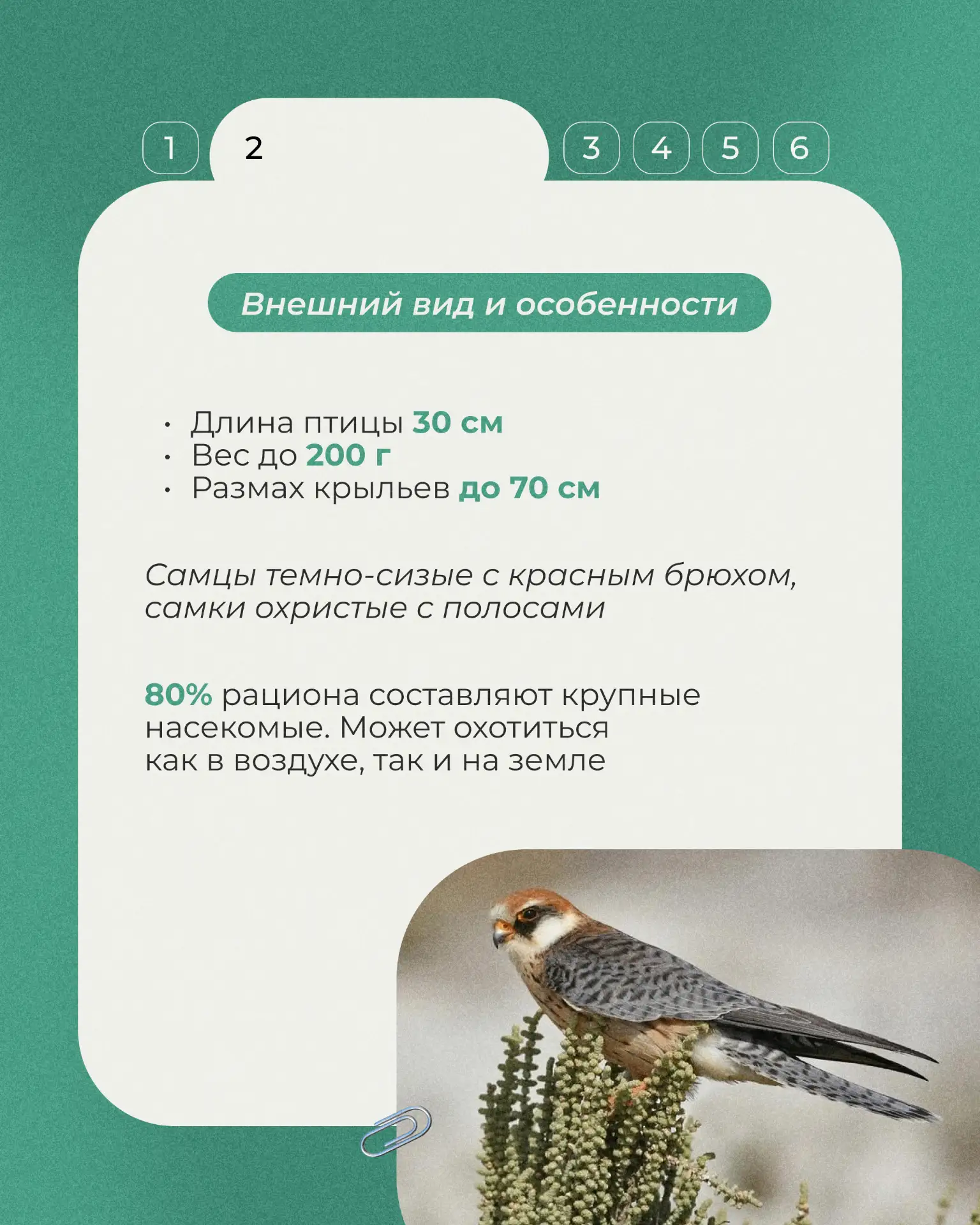 Начнем с миниатюрного хищника семейства соколиных - кобчика. Эта птица размером чуть меньше голубя, 