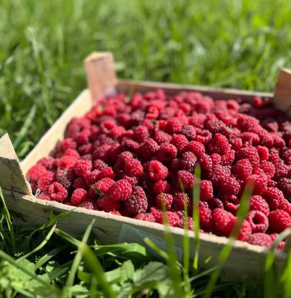 🍓 ЭКО-ЯГОДА ОТ ШЕФ, СЕЗОН