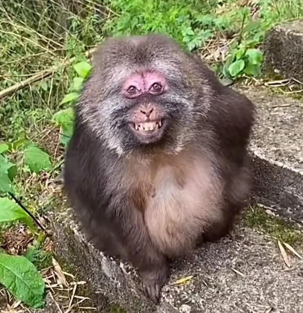 Жителя Сочи ждёт мартышкин труд 🐒💰  Пролетарский районный суд города Твери вынес приговор по делу об