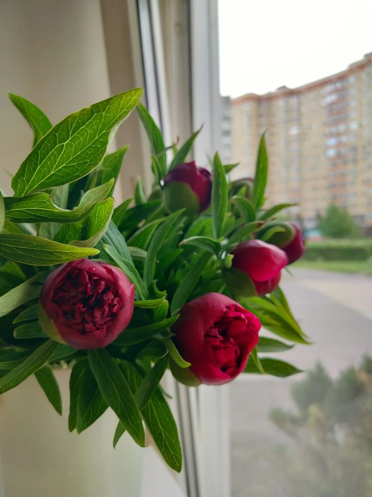 Приехали шикарные фермерские пионы 🔥🔥🔥