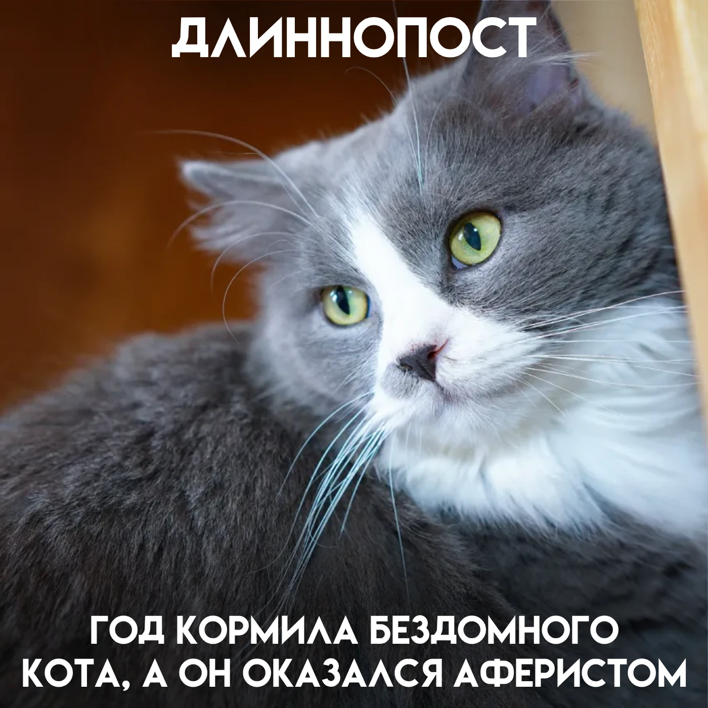 Год я кормила серого кота, который каждое утро приходил на козырёк и смотрел в глаза. К...