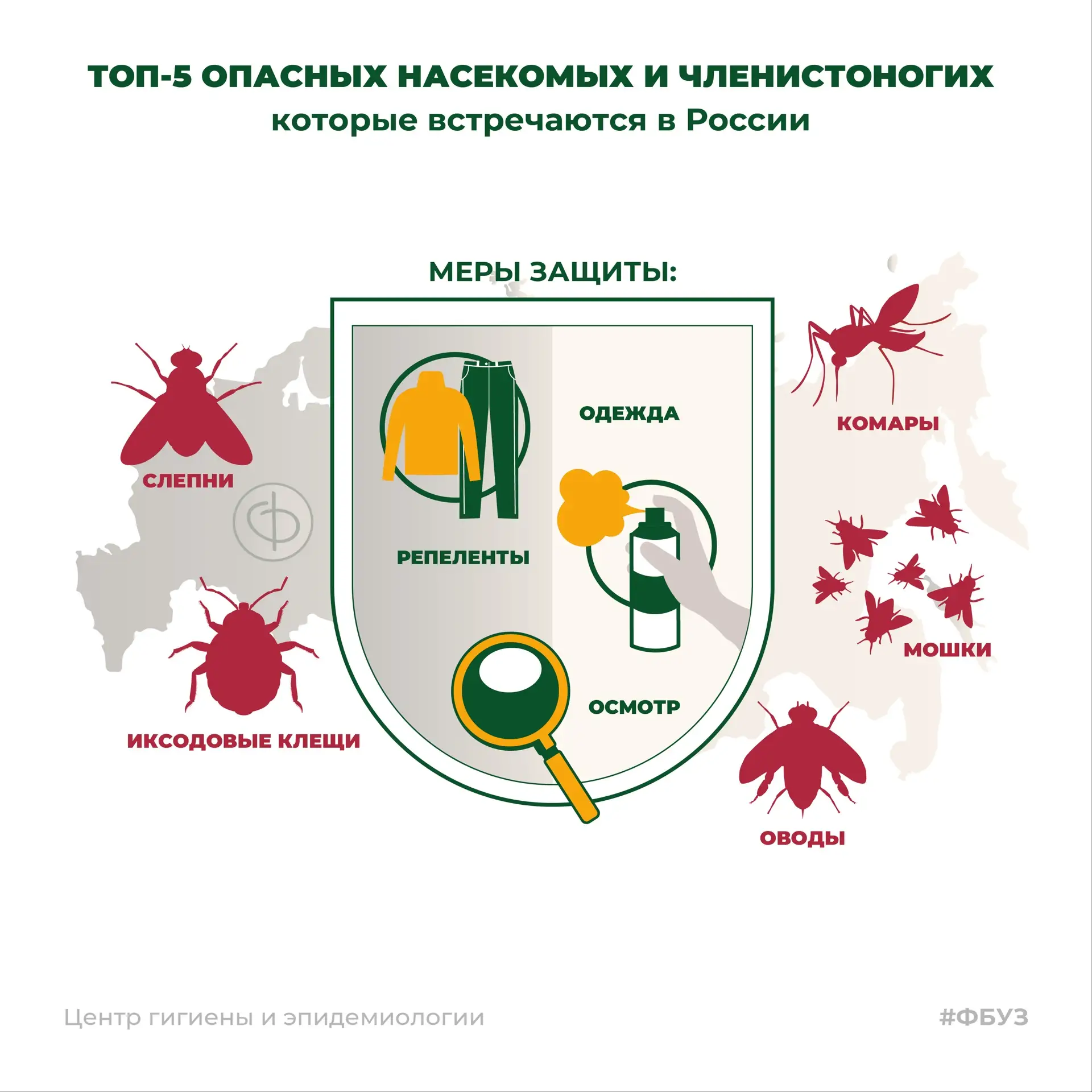 Не только комары: топ-5 опасных насекомых и членистоногих в России 🦟🕷️🌲