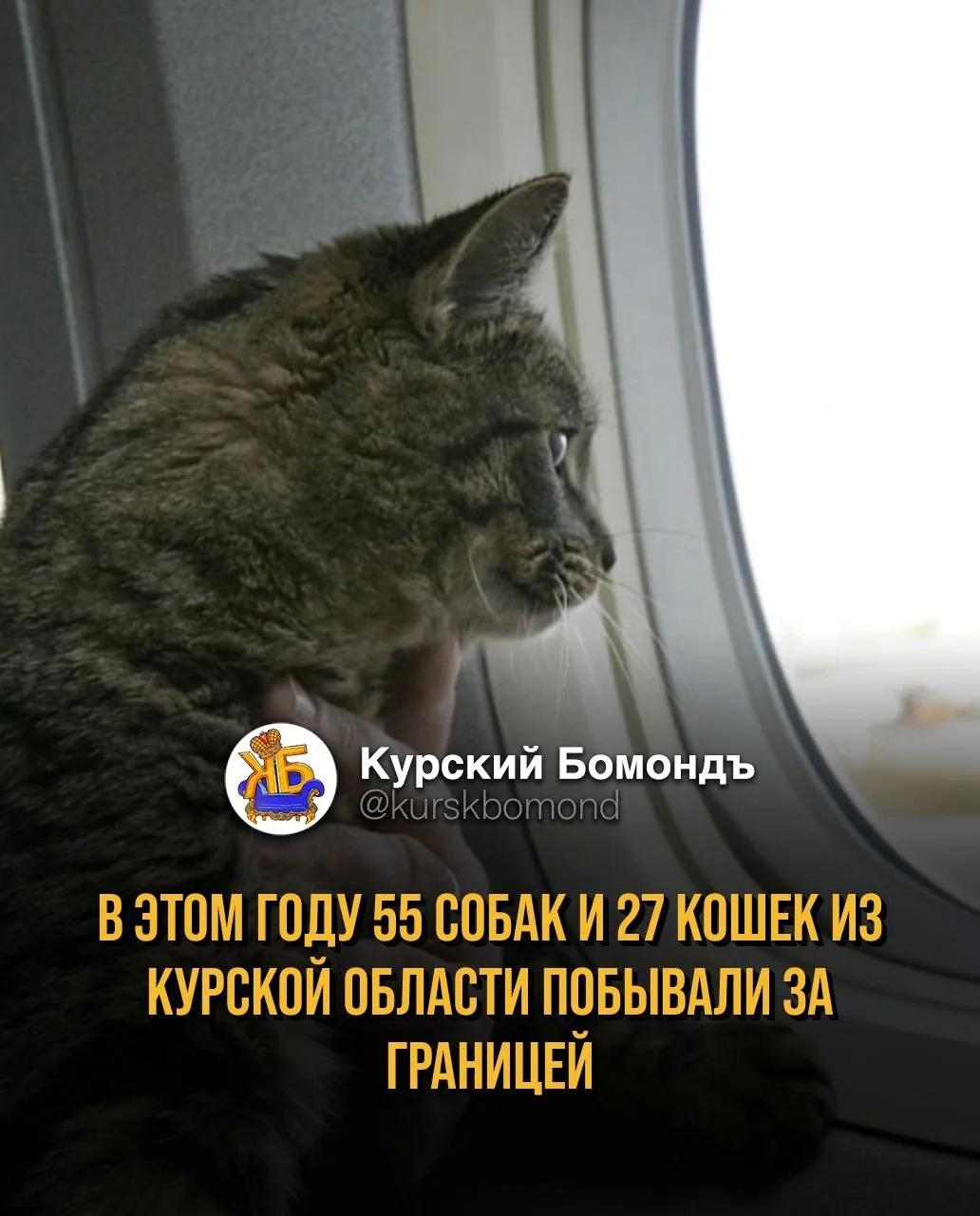 В этом году 55 собак и 27 кошек из Курской области побывали за границей 🐈‍⬛🐩