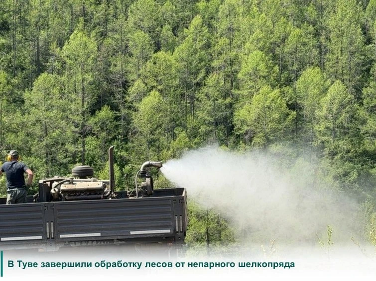 В Республике Тыва завершены мероприятия по защите лесов от непарного шелкопряда. Биологическими пест