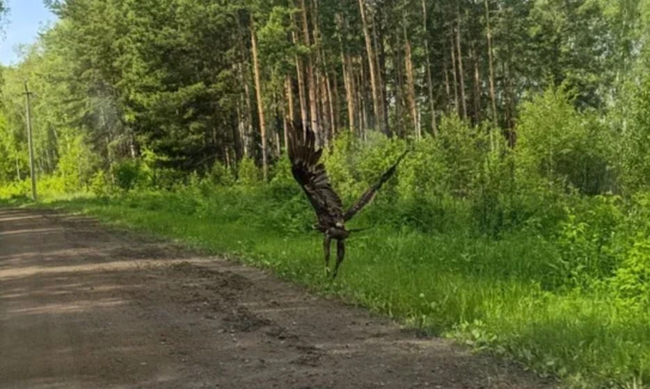 Сегодня удалось сфотографировать редкую птицу для нашего региона - степного орла. Эти о...