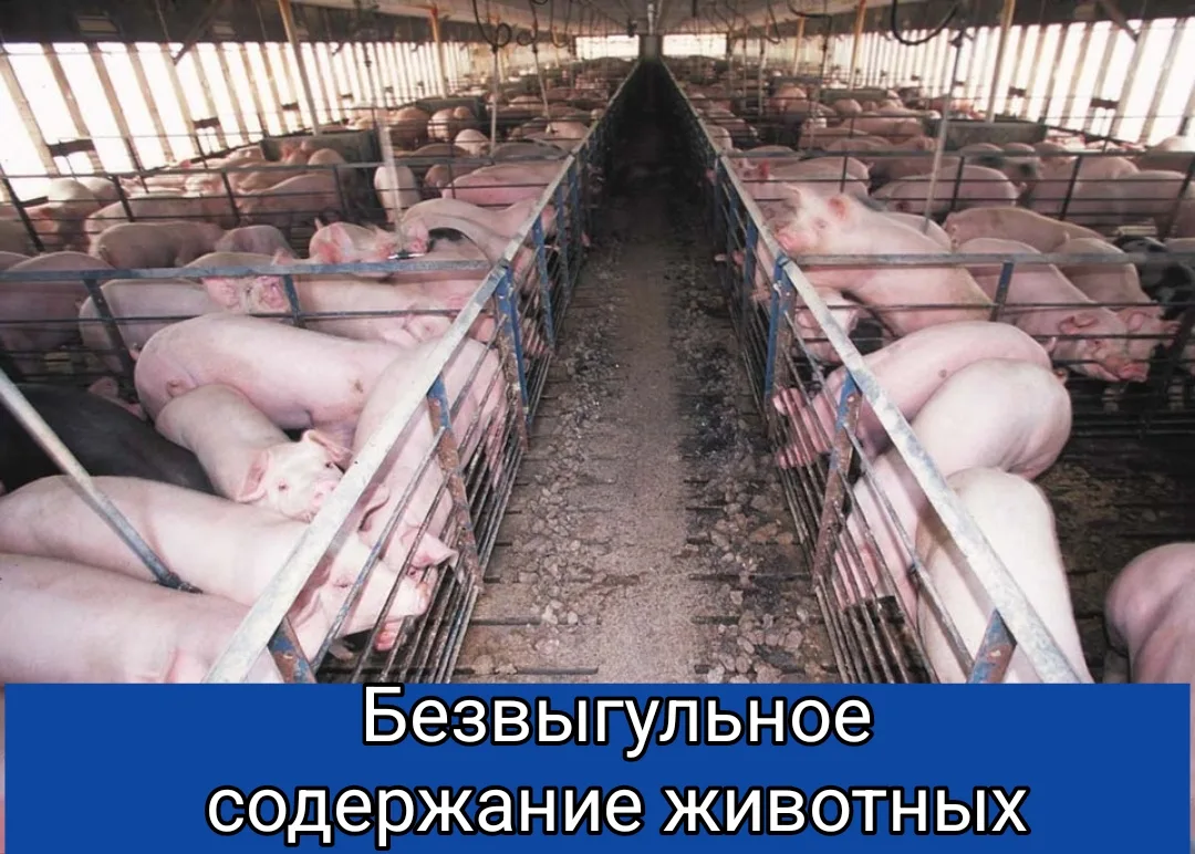 ❗Безвыгульное содержание животных позволяет предотвратить заражение особо опасными болезнями!

🔹Вет