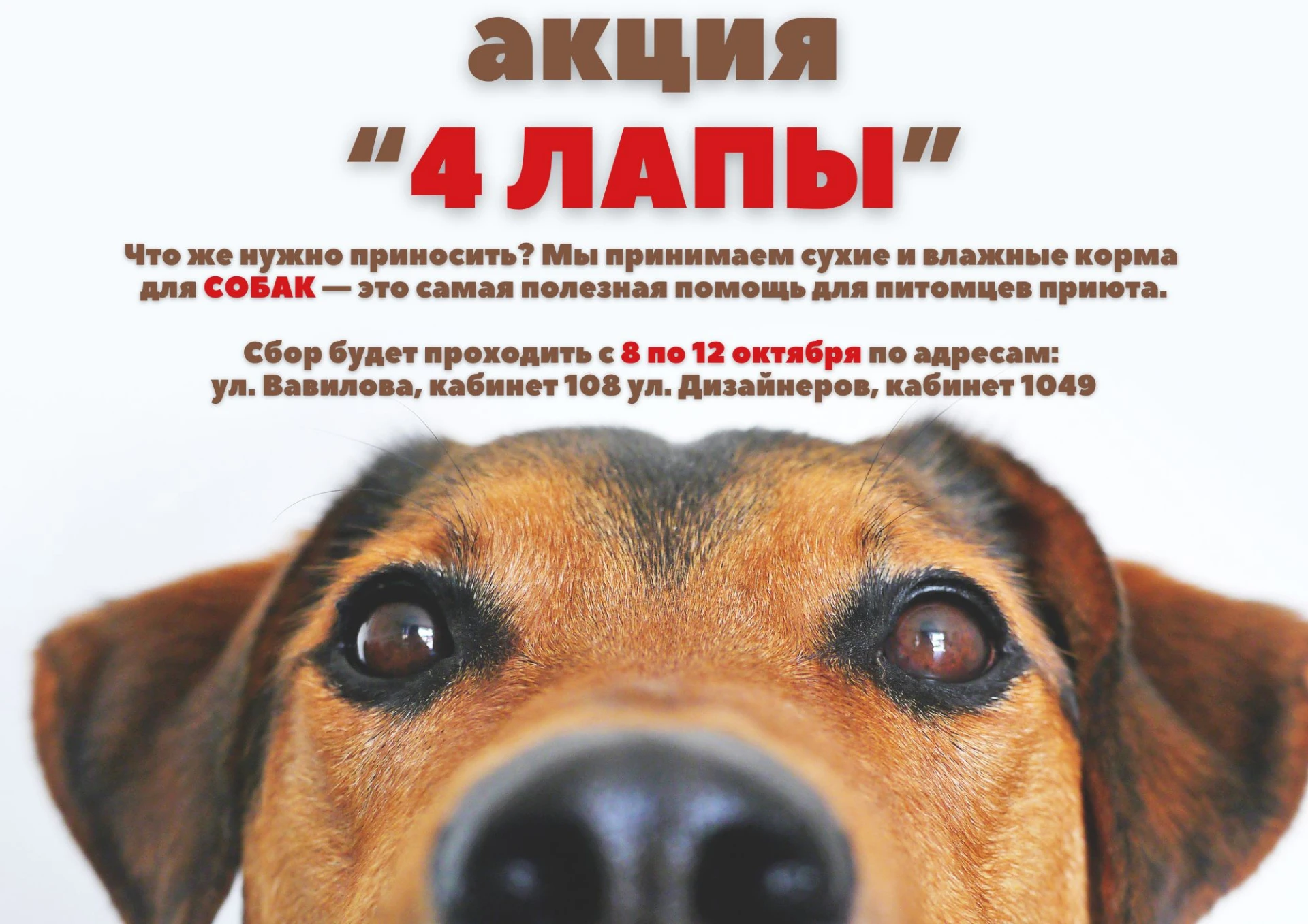 АКЦИЯ «4 ЛАПЫ»