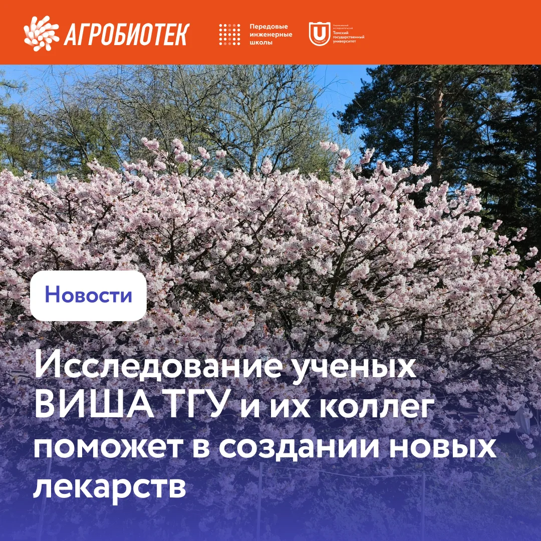 Исследователи ВИША ТГУ с коллегами нашли 122 соединения в сакуре. Их изучение поможет с...