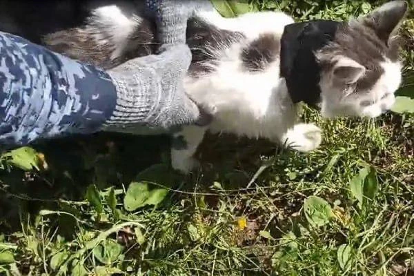🐾 Пушистый курьер: кота с запрещённым грузом поймали в исправительном учреждении