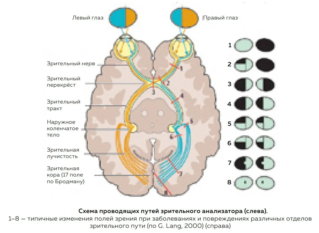 👁 Проводящие  пути зрительного анализатора многоуровневая система передачи сигнала.