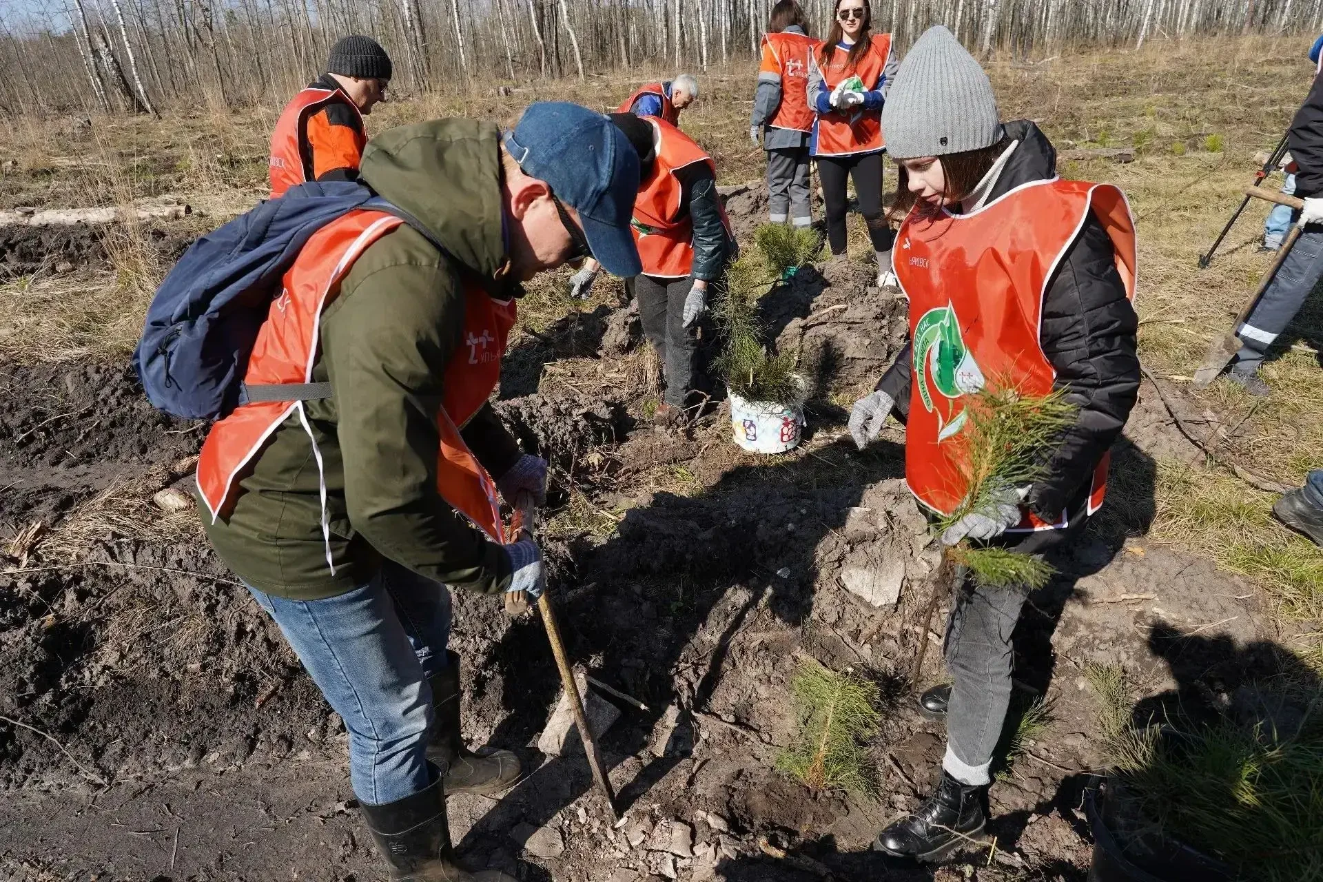Более 3 000 сосен высадили в честь героев  В Сенгилеевском лесничестве представители ульяновских под