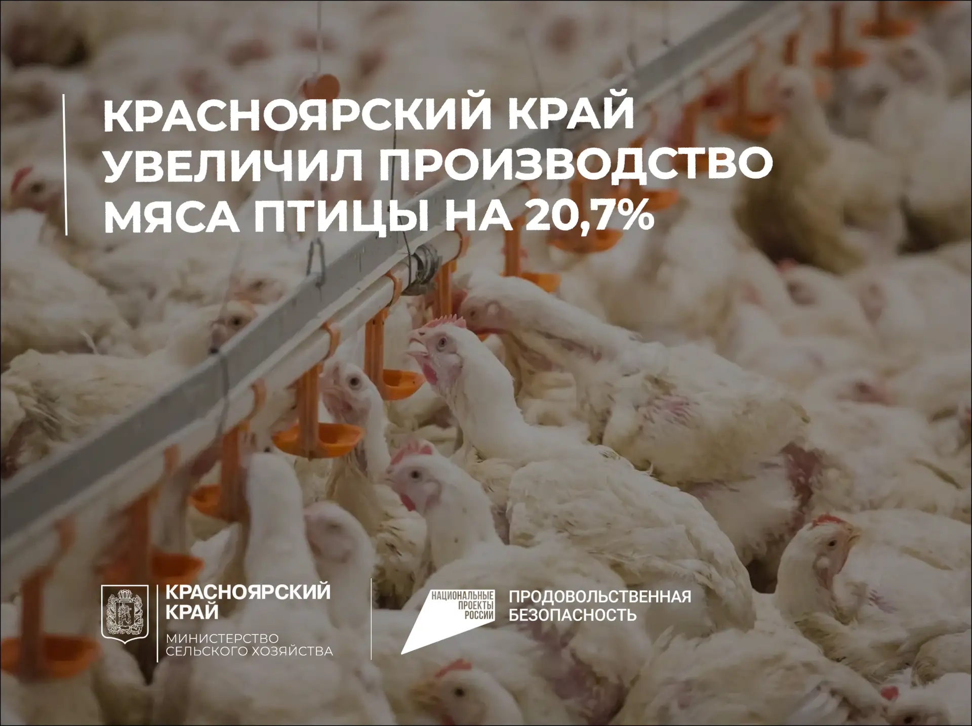 Красноярский край увеличил производство мяса птицы на 20,7%