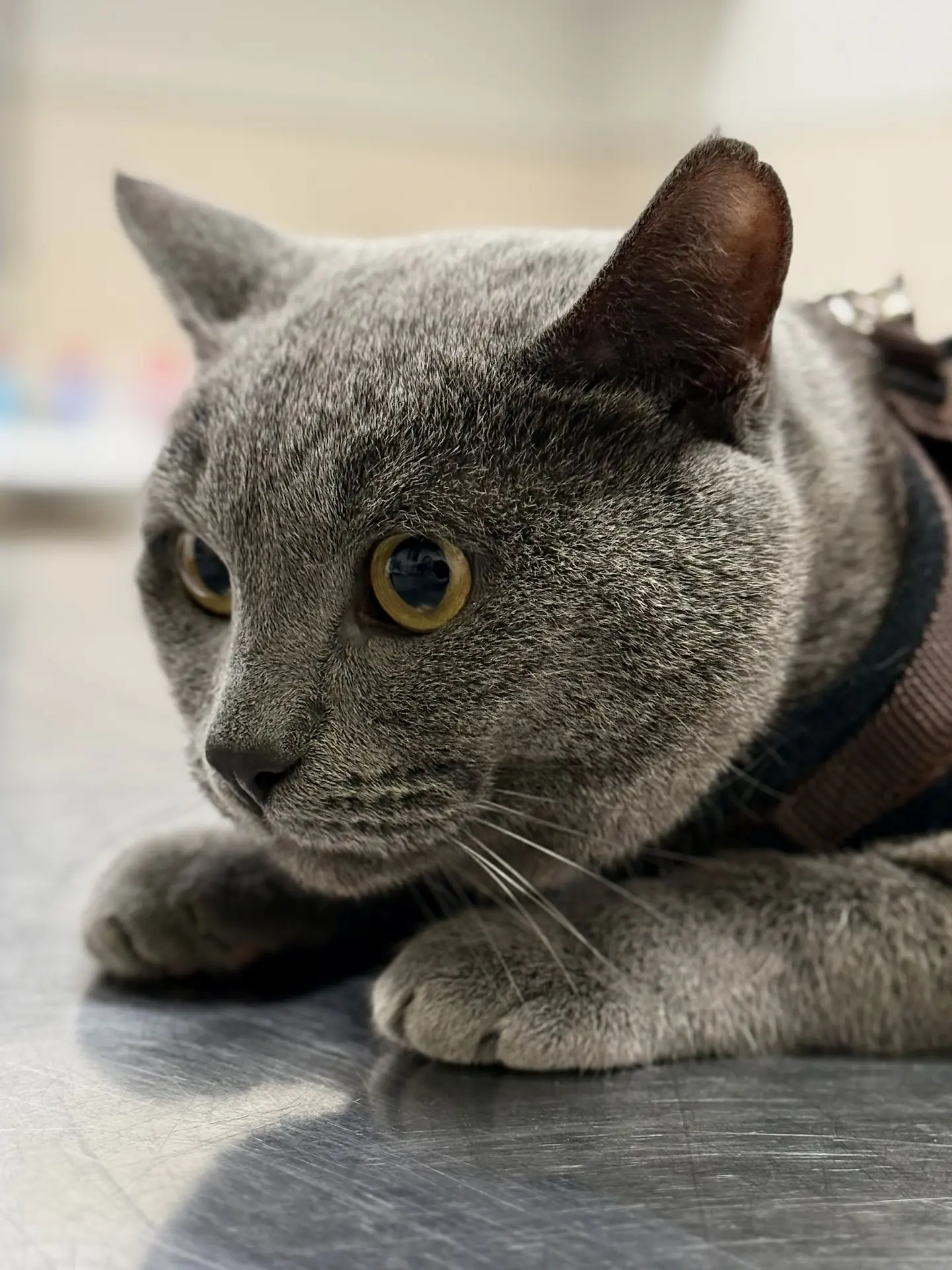 Почему котик выдирает шерсть? История кота Ганса 🐈‍⬛