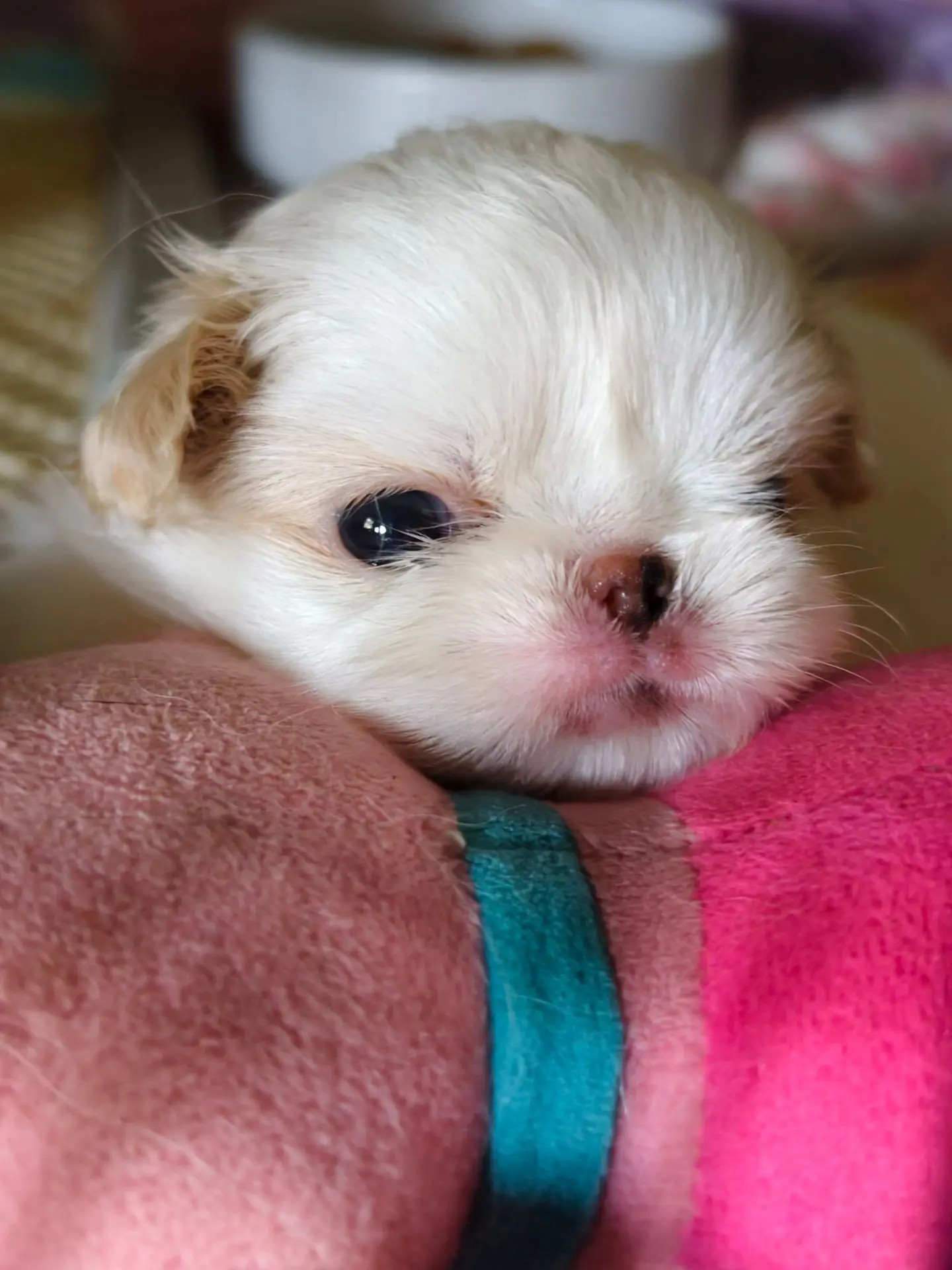 Доминошка ) Доминик 🌺🐶 такой сладкий а носик ровно пополам телесный и коричневый ..