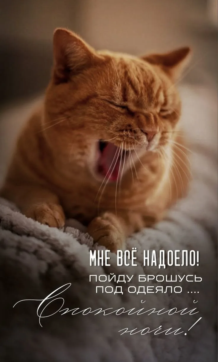 Спокойной ночи 🌙💛🌙
