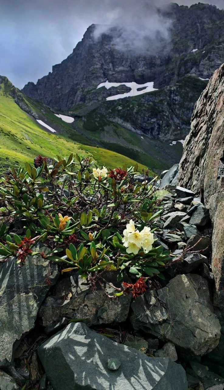 🏵 Рододендрон цветёт в горах Сочи