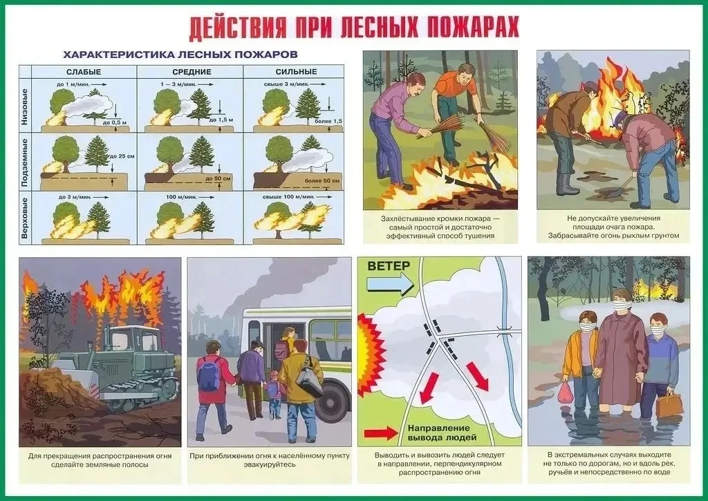 Памятка: правила безопасности в лесу летом