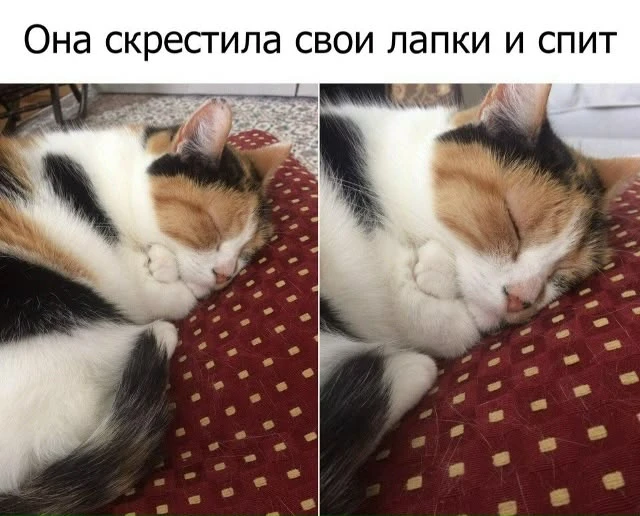 Мемные котьки