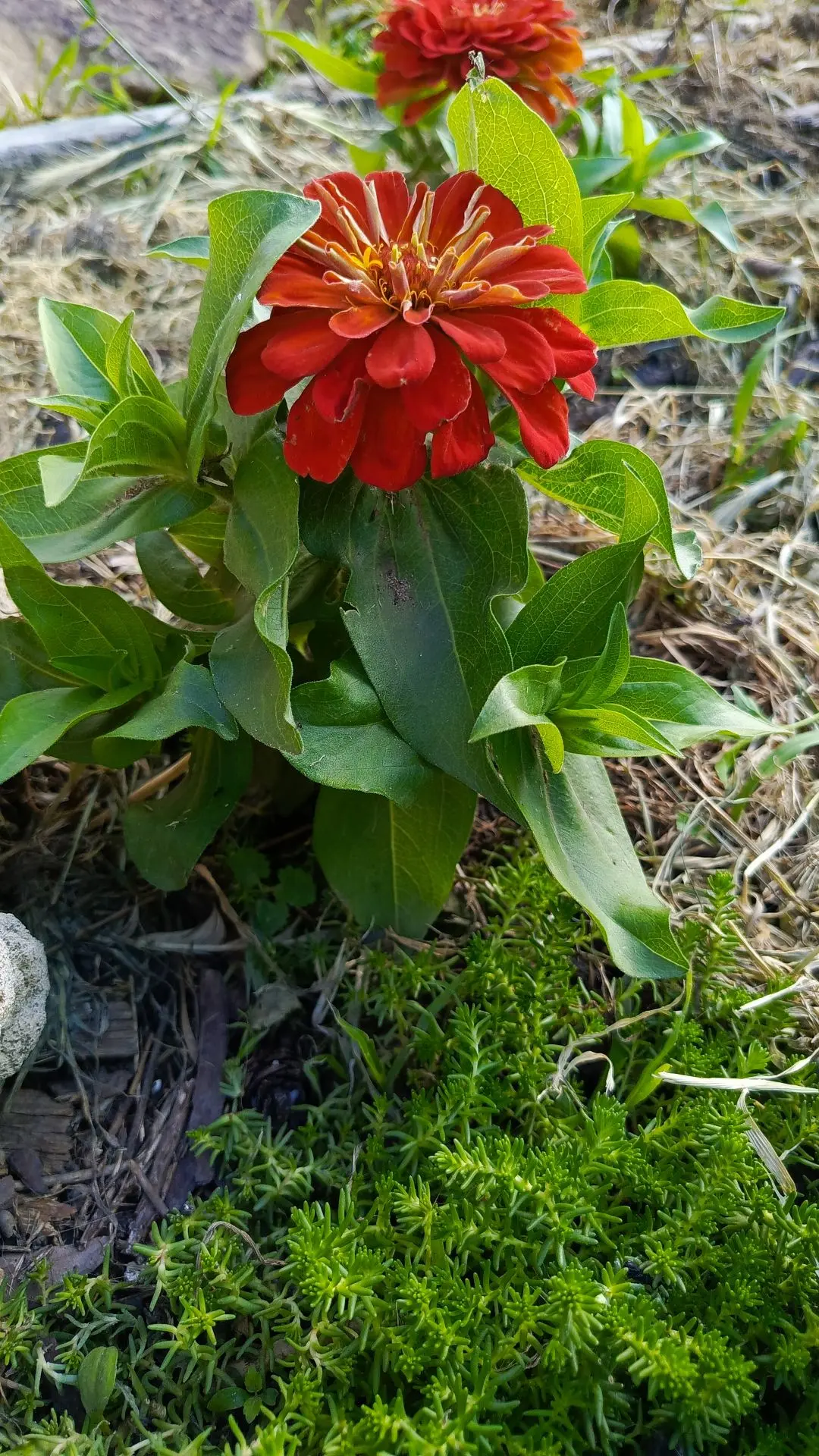Карликовые циннии - малышки с крупными цветами 🌸🌼.

Сейчас они в самом начале цветения.
Кустики ещ