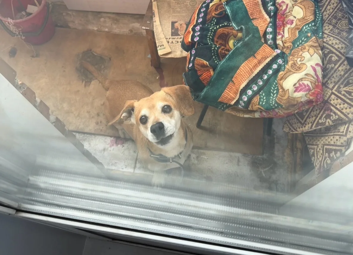 🐕 Маленькая собака — большие шрамы: прокуратура взыскала с хозяйки бигля 200 тысяч руб...