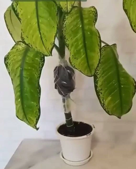 Укореняем диффенбахию воздушным отводком 🌿

Метод размножения воздушными отводками подходит не толь