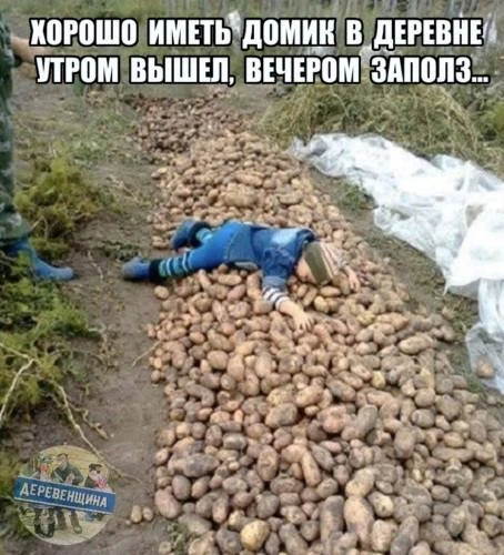 Сезон уборки картофеля в самом разгаре👍