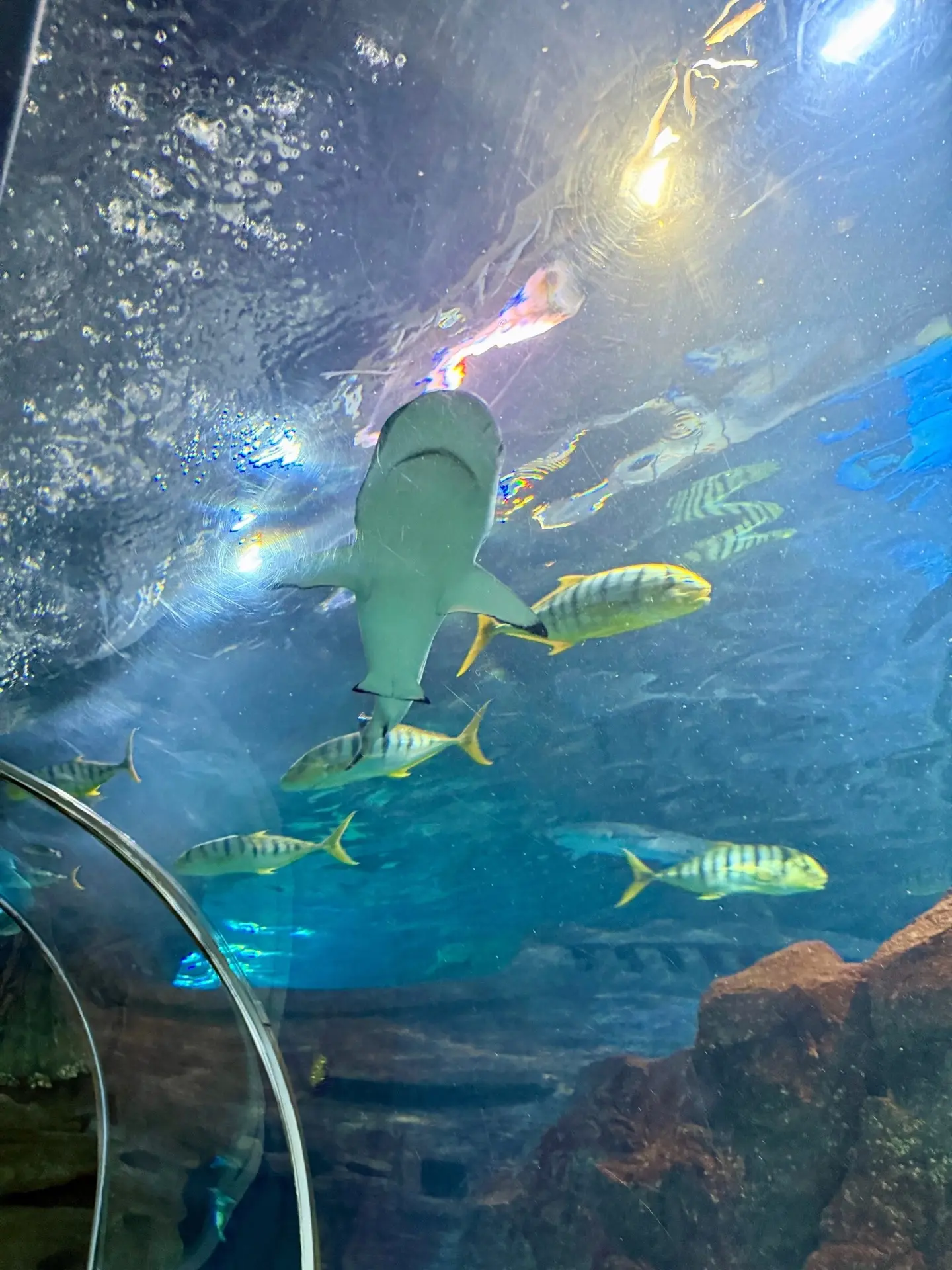 Обитатели подводных глубин Адлерского океанариума 🦈🐠