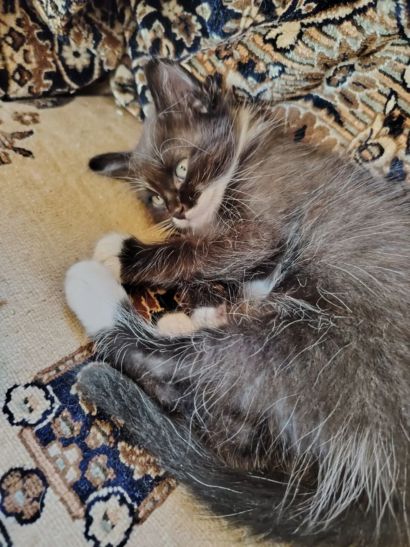 Котята ищут дом 89528482921