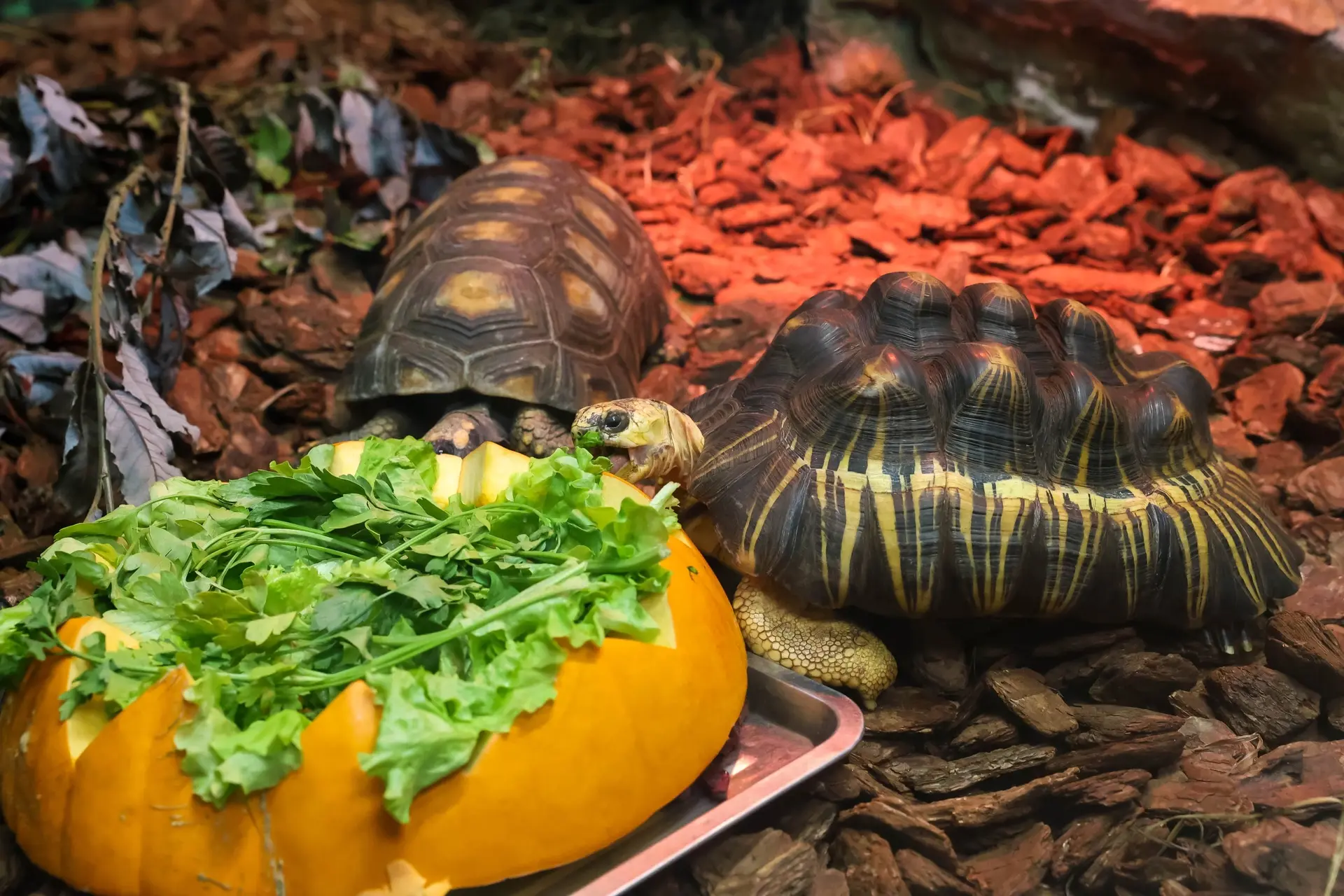 🥕 Кабачок в рюкзак — и в школу!