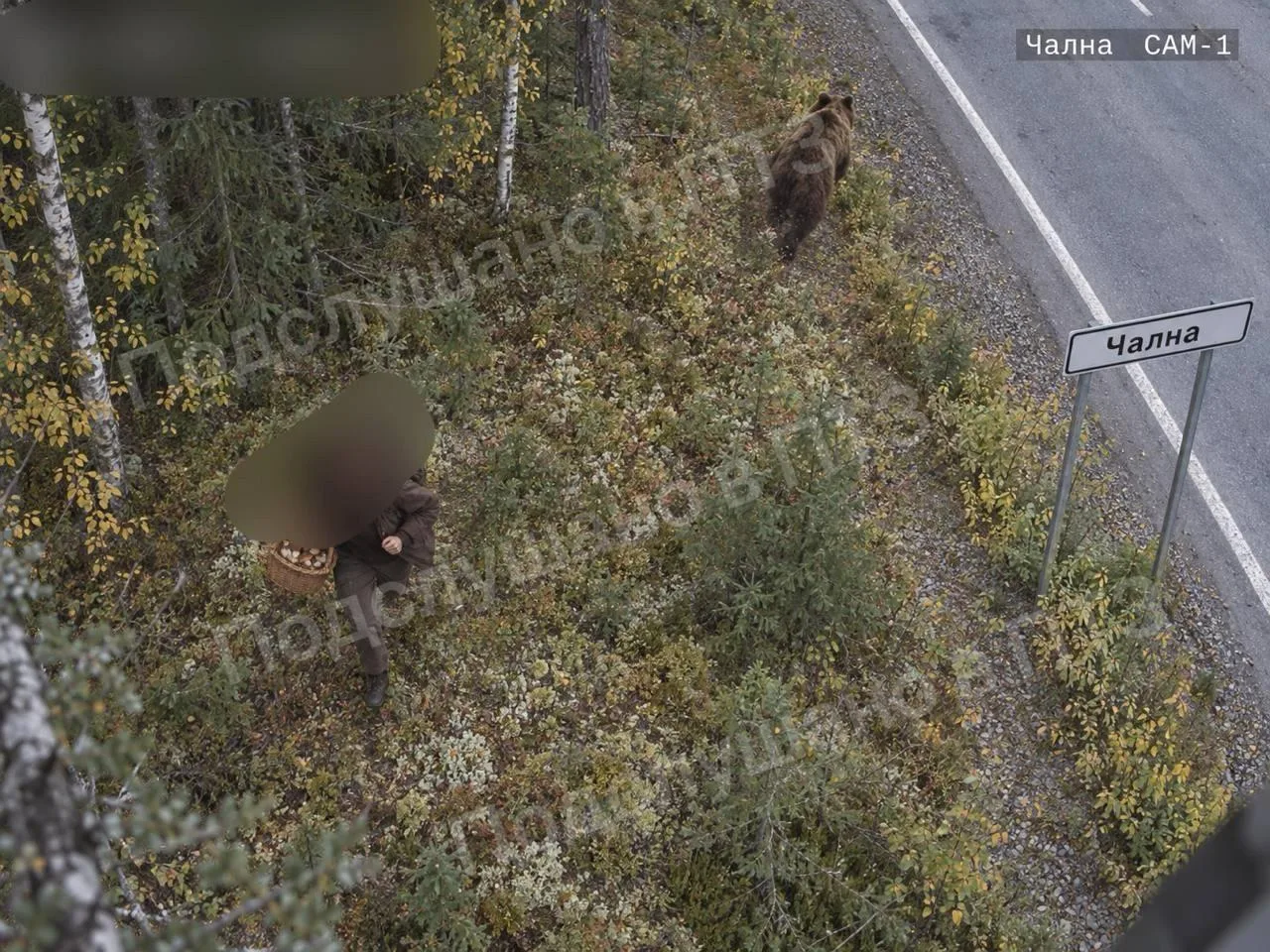 🐻 В Чалне девушка пошла за грибами и встретила медведя.