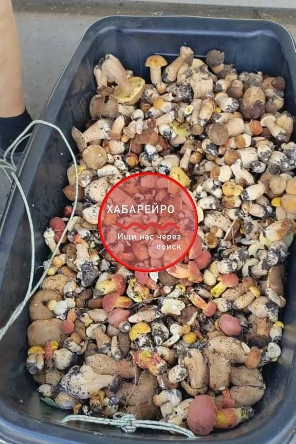 🍄 Хабаровчане возвращаются из леса с рекордными грибными уловами