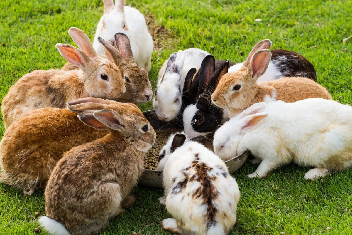 🐇Миксоматоз — острое вирусное заболевание млекопитающих отряда зайцеобразных, характер...