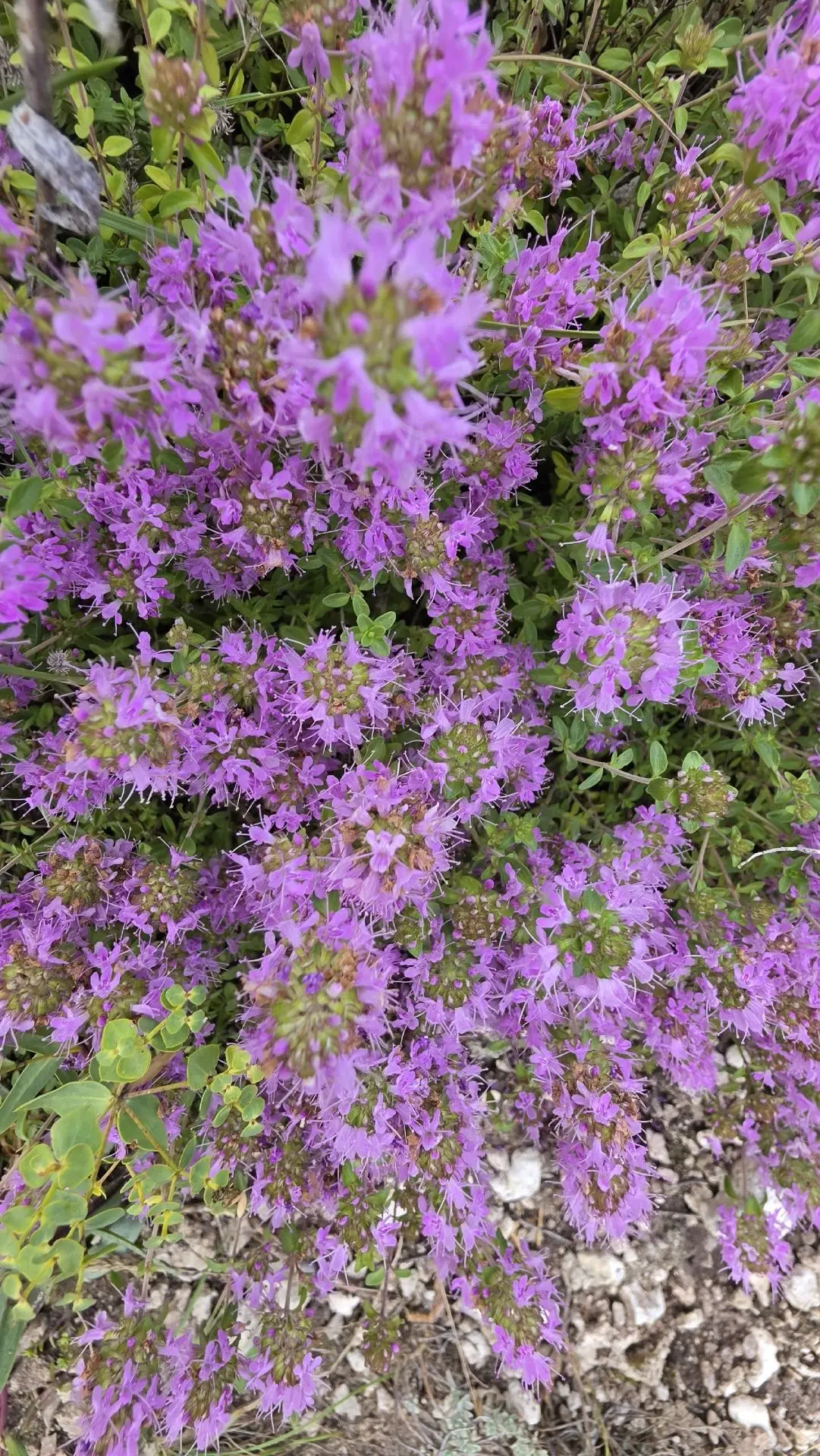 🌸 С середины июля склоны Жигулей окутывает лиловая дымка. Это зацветает тимьян жигулёвский — эндеми