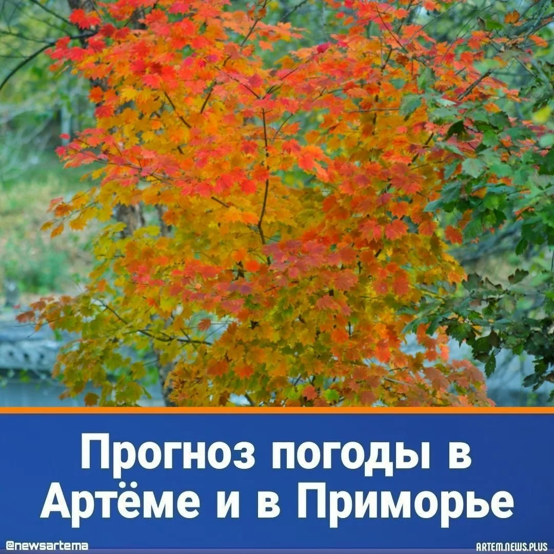 ⭐️ Сегодня, 4 октября, погоду в Приморском крае днём на юге и западе определяет атмосфе...
