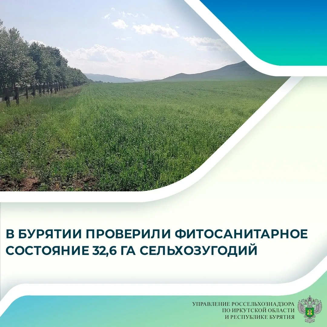 💚 В Закаменском районе проверили фитосанитарное состояние посевов, карантинные организмы не выявлен